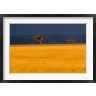 Adam Jones / Danita Delimont - Tall grass, Umbrella Thorn Acacia, Masai Mara, Kenya (R791687-AEAEAGOFDM)