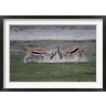 Charles Sleicher / Danita Delimont - Thomson's Gazelles Fighting, Tanzania (R791761-AEAEAGOFDM)