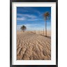 Walter Bibikow / Danita Delimont - Great Dune and Palm Trees, Tunisia (R791920-AEAEAGOFDM)