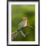 Maresa Pryor / Danita Delimont - Whitefronted Bee-eater tropical bird, South Africa (R791941-AEAEAGOFDM)