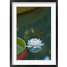 Stuart Westmorland / Danita Delimont - Water lily flowers, Mauritius (R791943-AEAEAGOFDM)