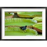 Stuart Westmorland / Danita Delimont - Bird on a water lily leaf, Mauritius (R791946-AEAEAGOFDM)