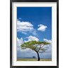 Adam Jones / Danita Delimont - Umbrella Thorn Acacia, Serengeti National Park, Tanzania (R791964-AEAEAGOFDM)