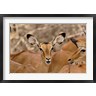 Adam Jones / Danita Delimont - Wildlife, Female Impala, Samburu Game Reserve, Kenya (R791981-AEAEAGOFDM)
