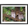 Daisy Gilardini / Danita Delimont - White Browed Owls, Madagascar (R792050-AEAEAGOFDM)