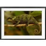 Pete Oxford / Danita Delimont - True Chameleon, Lizard, Madagascar, Africa (R792076-AEAEAGOFDM)