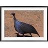 Charles Sleicher / Danita Delimont - Vulturine Guinea Fowl, Kenya (R792077-AEAEAGOFDM)