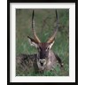 Dee Ann Pederson / Danita Delimont - Waterbuck, Kenya (R792082-AEAEAGPFGE)