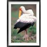 Paul Souders / Danita Delimont - Yellow-Billed Stork Grooming, Masai Mara Game Reserve, Kenya (R792130-AEAEAGOFDM)