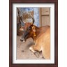 Ali Kabas / Danita Delimont - Cow withFflowers, Varanasi, India (R793036-AEAEAGLFGM)