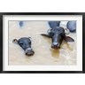 Ali Kabas / Danita Delimont - Water Buffalo in Ganges River, Varanasi, India (R793049-AEAEAGOFDM)