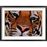 Dee Ann Pederson / Danita Delimont - Face of Bengal Tiger, India (R793572-AEAEAGOFDM)