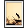 Dee Ann Pederson / Danita Delimont - Painted Stork in Bandhavgarh National Park, India (R793620-AEAEAGOFDM)