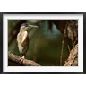 Dee Ann Pederson / Danita Delimont - Little Heron in Bandhavgarh National Park, India (R793625-AEAEAGOFDM)