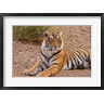 Jagdeep Rajput / Danita Delimont - Portrait of Royal Bengal Tiger, Ranthambhor National Park, India (R793814-AEAEAGOFDM)
