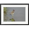 Jagdeep Rajput / Danita Delimont - Redwattled Lapwing bird, Corbett NP, India. (R793815-AEAEAGOFDM)