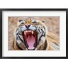 Jagdeep Rajput / Danita Delimont - Royal Bengal Tiger mouth, Ranthambhor National Park, India (R793818-AEAEAGOFDM)