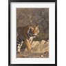 Jagdeep Rajput / Danita Delimont - Royal Bengal Tiger On The Move, Ranthambhor National Park, India (R793819-AEAEAGOFDM)