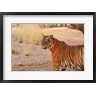 Jagdeep Rajput / Danita Delimont - Royal Bengal Tiger, Ranthambhor National Park, India (R793822-AEAEAGOFDM)