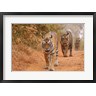 Jagdeep Rajput / Danita Delimont - Royal Bengal Tigers Along the Track, Ranthambhor National Park, India (R793823-AEAEAGOFDM)