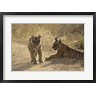 Jagdeep Rajput / Danita Delimont - Young Royal Bengal Tiger, Ranthambhor National Park, India (R793828-AEAEAGOFDM)