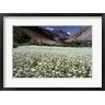 Ric Ergenbright / Danita Delimont - India, Ladakh, Suru, White flower blooms (R793882-AEAEAGOFDM)