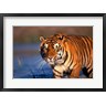 Stuart Westmorland / Danita Delimont - Bengal Tiger, India (R793944-AEAEAGOFDM)