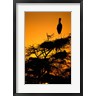 Pete Oxford / Danita Delimont - Silhouette of Painted Stork, Keoladeo National Park, Rajasthan, India (R793949-AEAEAGOFDM)