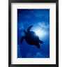 Ali Kabas / Danita Delimont - Sea Turtle Underwater, Sipadan Island South Point, Malaysia (R796212-AEAEAGOFDM)