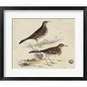 H.l. Meyer - Meyer Shorebirds VI (R797591-AEAEAGOFLM)