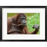 Cindy Miller Hopkins / Danita Delimont - Bornean Orangutan, adult female, Borneo (R797773-AEAEAGOFDM)