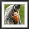Jay Sturdevant / Danita Delimont - Silver Leaf Monkey and offspring, Borneo, Malaysia (R797780-AEAEAGOFDM)