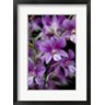 Cindy Miller Hopkins / Danita Delimont - Singapore. National Orchid Garden - Purple/White Orchids (R797793-AEAEAGOFDM)