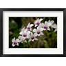 Cindy Miller Hopkins / Danita Delimont - Singapore. National Orchid Garden - White Orchids (R797794-AEAEAGOFDM)