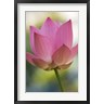 Russell Young / Danita Delimont - Bloom of Lotus Flower, Bangkok, Thailand (R798015-AEAEAGOFDM)