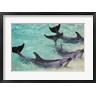 David Wall / Danita Delimont - Dolphins, Sea World, Gold Coast, Queensland, Australia (R798556-AEAEAGOFDM)