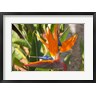 David Wall / Danita Delimont - Bird-of-Paradise Flower, Sunshine Coast, Queensland, Australia (R798598-AEAEAGOFDM)