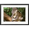 Michele Westmorland / Danita Delimont - Koala, Australia (R798962-AEAEAGOFDM)