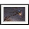 John Davis/Stocktrek Images - The Rho Ophiuchus Area in Sagittarius (R799139-AEAEAGOFDM)