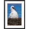 Rebecca Jackrel / Danita Delimont - Australia, Tasmania, Bass Strait Albatross chick (R799450-AEAEAGOFDM)