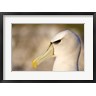 Rebecca Jackrel / Danita Delimont - Australia, Tasmania, Bass Strait, Albatross bird head (R799451-AEAEAGOFDM)