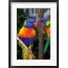 Peter Skinner / Danita Delimont - Australia, Pair of Rainbow Lorikeets bird (R799467-AEAEAGOFDM)