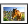 Micah Wright / Danita Delimont - New Zealand, South Island, Horse ranch, farm animal (R800131-AEAEAGOFDM)