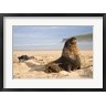 Micah Wright / Danita Delimont - Sea lions on beach, Catlins, New Zealand (R800132-AEAEAGOFDM)