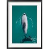 David Wall / Danita Delimont - Hector's dolphin, Akaroa Harbour, New Zealand (R800287-AEAEAGOFDM)