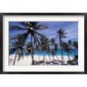 Stuart Westmorland / Danita Delimont - Palm Trees on St Philip, Barbados, Caribbean (R800568-AEAEAGOFDM)
