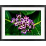 Joe Restuccia III / Danita Delimont - Crown Flower in Virgin Gorda, British Virgin Islands (R800647-AEAEAGOFDM)