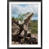 Pete Oxford / Danita Delimont - Green Iguana lizard, Slagbaai NP, Netherlands Antilles (R800707-AEAEAGOFDM)