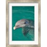 John & Lisa Merrill / Danita Delimont - Netherlands Antilles, Curacao, Dolphin Academy (R801400-AEAEAGMFEY)