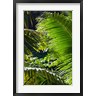 Walter Bibikow / Danita Delimont - Dominica, Roseau, Vegetation, rainforest (R801485-AEAEAGOFDM)